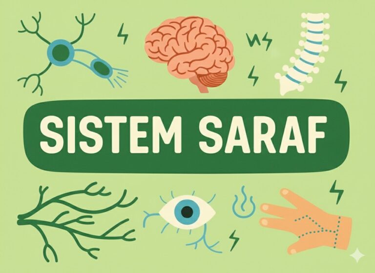 Sistem Saraf
